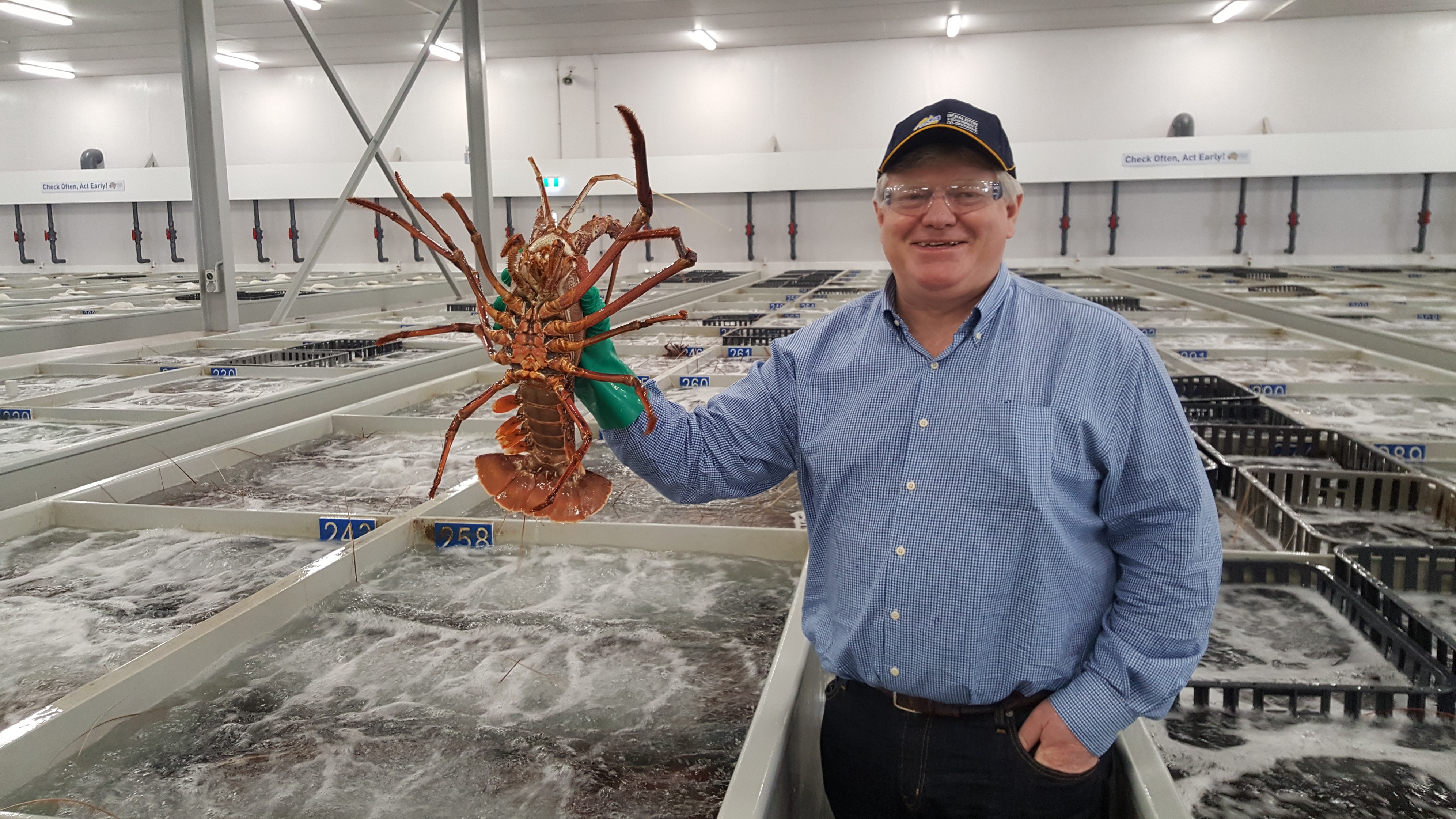 With lowered tariffs, Tigers expects increase in lobster exports to China | Air Cargo ...